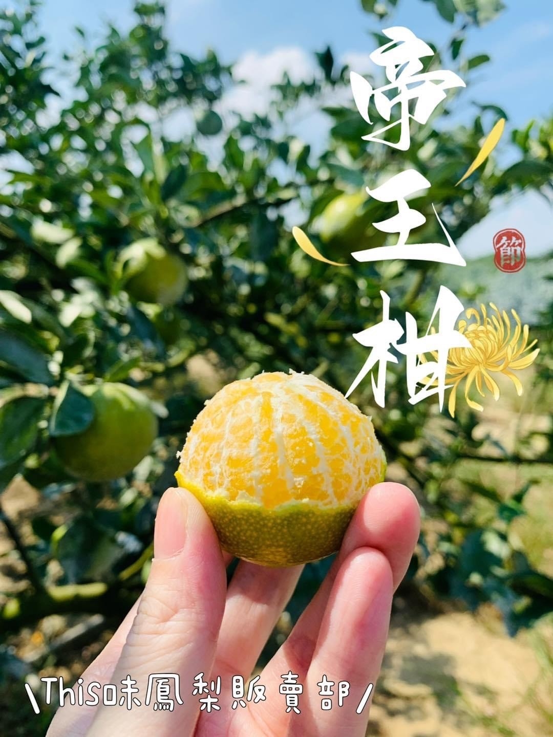 帝王柑- 10斤裝/單箱